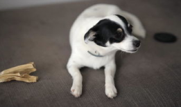 小狗视频,小狗视频集锦，萌态百出，治愈你的心灵